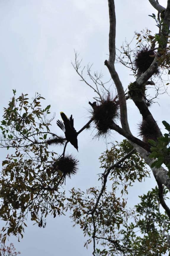 De ponta cabeça, um pássaro montezuma consegue cantar ainda mnais alto, nas ruínas mayas de Caracol, em Belize, quase na fronteira com a Guatemala